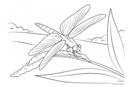 手工专题蜻蜓简笔画