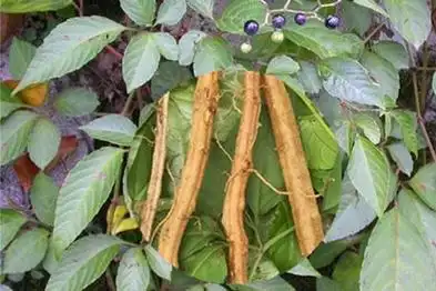 三爪龙草药图片大全_寻医问药频道_寻医问药网