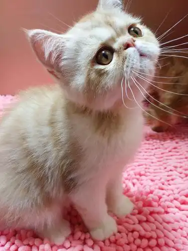 《上海》英短加菲银渐层找新家