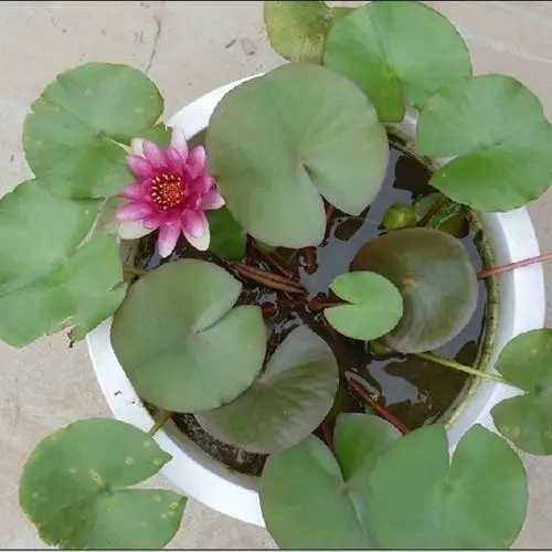 睡莲根茎水培植物大根块茎荷花四季开花鱼缸时令草本花卉