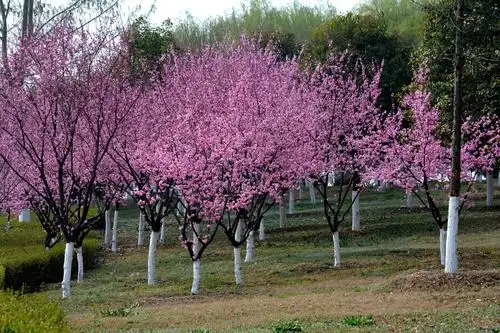 绚丽妩媚美人梅