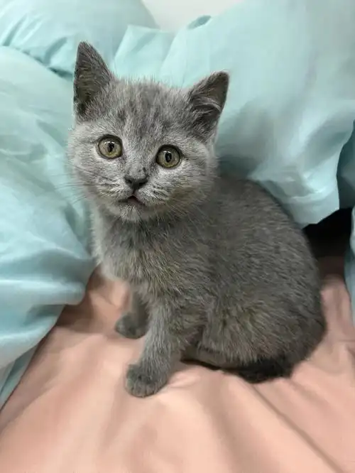 英短蓝猫  #蓝猫