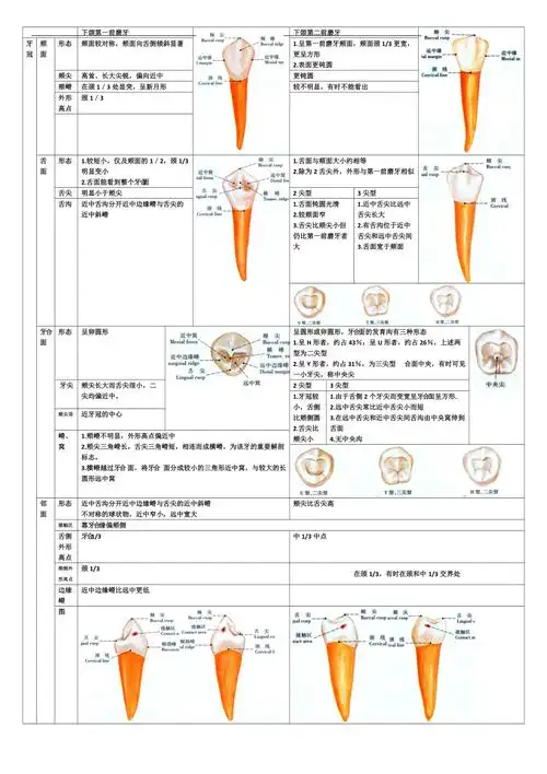 牙体形态总结下颌第一前磨牙和第二前磨牙