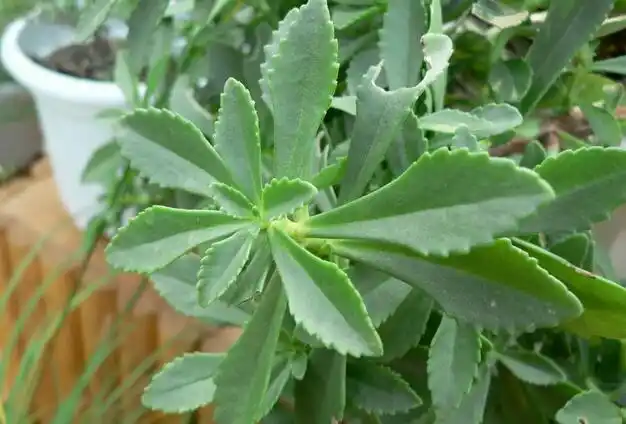 三七粉的作用功效和作用还真不少