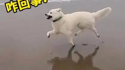 狗子迈着六亲不认的步伐在海边散步