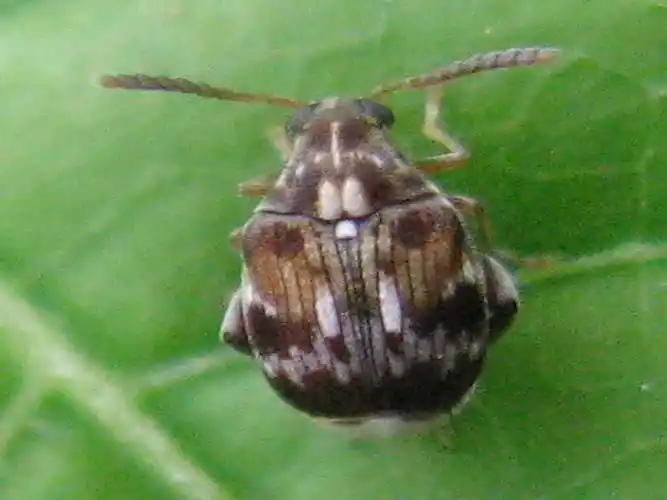 展开全部 这个是豆象.