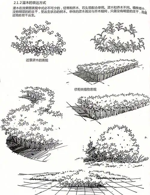 一起成长94手绘基础|线稿|植物单体|灌木这样画
