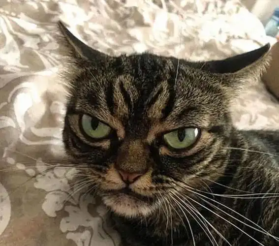 天生表情就凶神恶煞的猫,人看见了都说怕:到底欠了你多少小鱼干