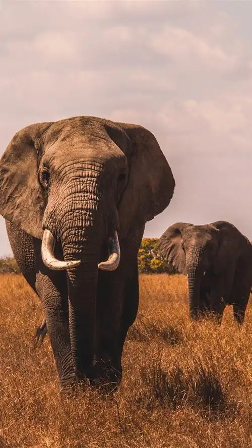 大象,前视图,草 4k