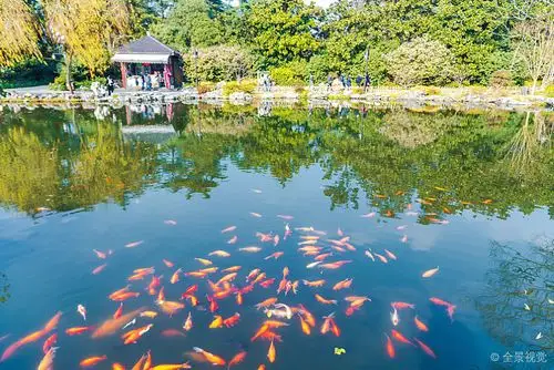杭州西湖景区花港观鱼_图片大全—全景创意图库(quanjing.