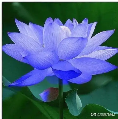 美丽的荷花可用做微信头像漂亮的荷花微信头像