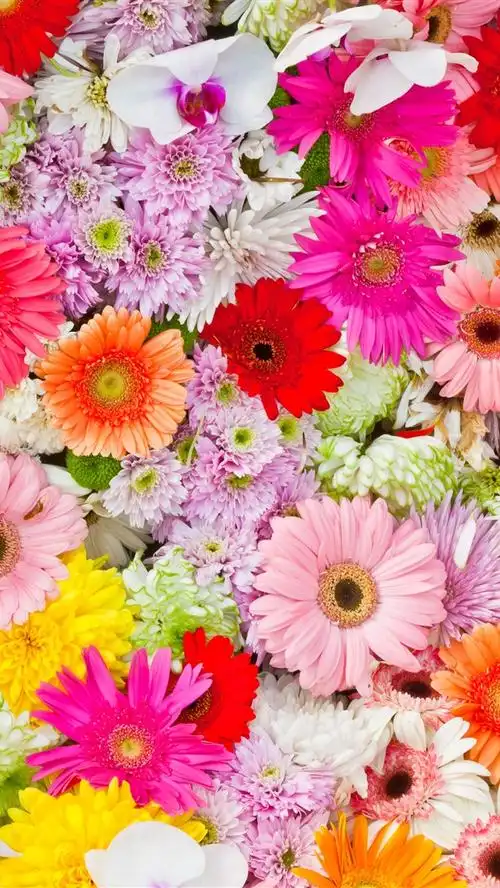 壁纸 许多花,菊花,雏菊,兰花,五颜六色 5120x2880 uhd 5k 高清壁纸