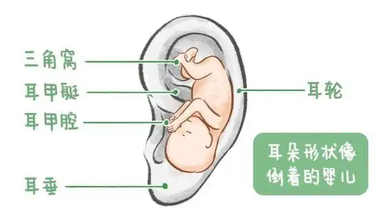 耳朵形状神似倒着的婴儿在中医耳诊学中甚至肺和消化疾病妇科疾病它