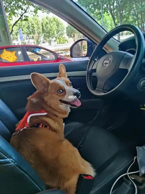想要开车的小柯基