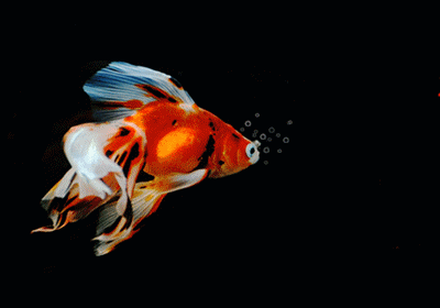 400_280gif 动态图 动图