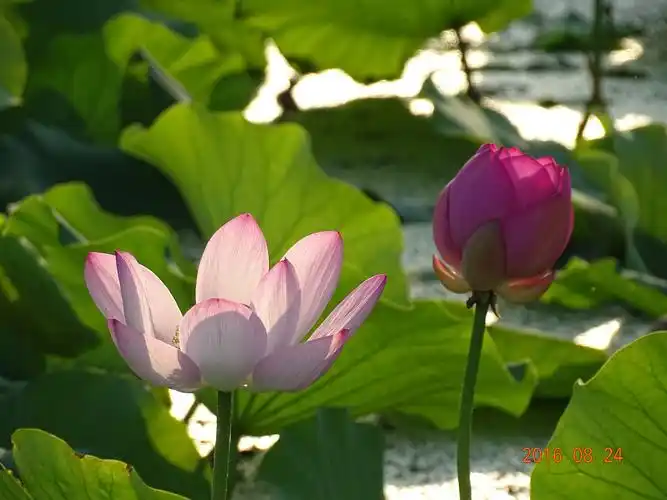 夏天最美的景色是下雨荷花香叶绿色清新自然风光优美我爱你夏天共爱下