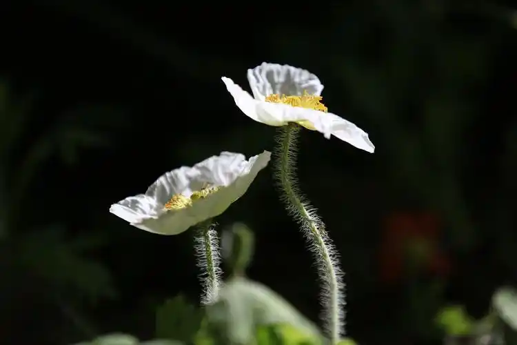 金色年华,美不胜收!_金色年华作品集