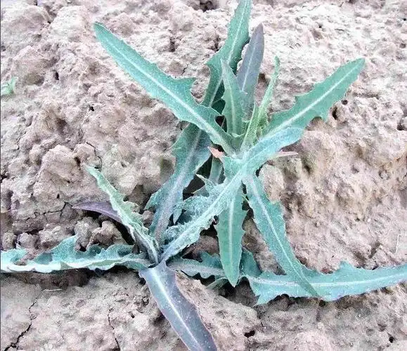 它不但具有较高的营养价值,而且还有清热解毒等医疗作用.