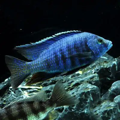 淡水热带鱼观赏鱼纯种三湖慈鲷大马鲷中型成体鱼易活发色包活