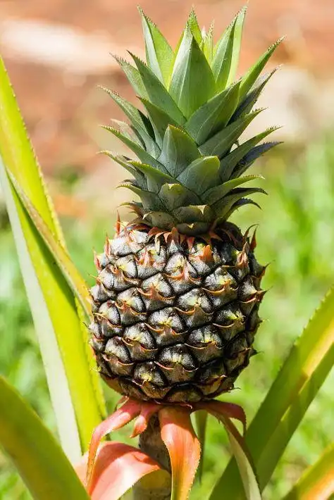 这些水果吃完核别扔种出来的果树比网红绿植还好看