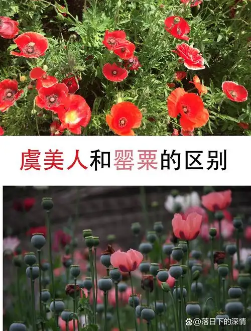 罂粟和虞美人的区别