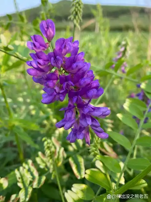 山豌豆花和广布野豌豆花的区别#大自然的魅力# #植物科普