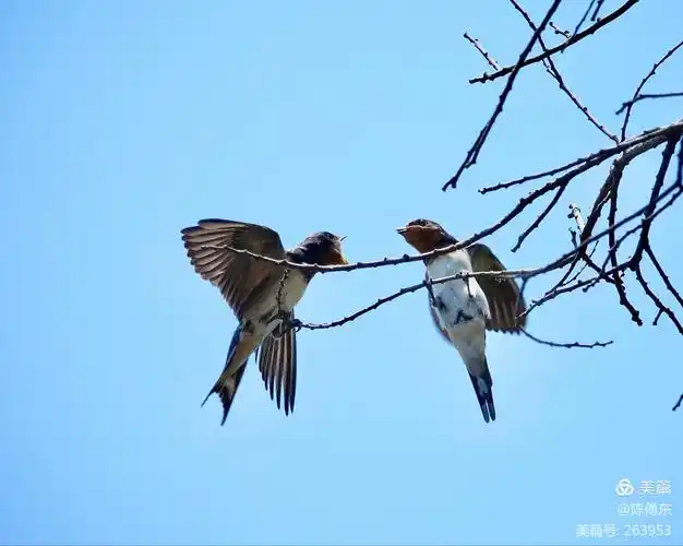 小燕子带您:穿越时空领略古人情怀!