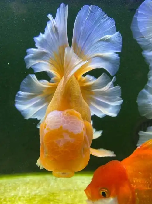 金鱼- 堆糖,美图壁纸兴趣社区