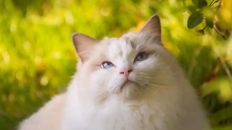 现在我家猫咪已经七个月了,作为一只在2020年12月,因为肠胃炎去医院