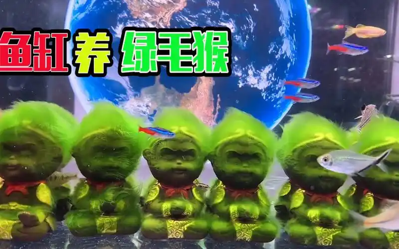 模仿别人在鱼缸里养"绿毛猴",整整一个月,这个有点难啊