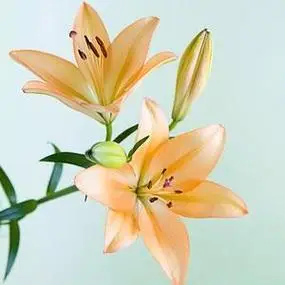 百合图片头像 微信 微信头像图片大全 -【爱个性】