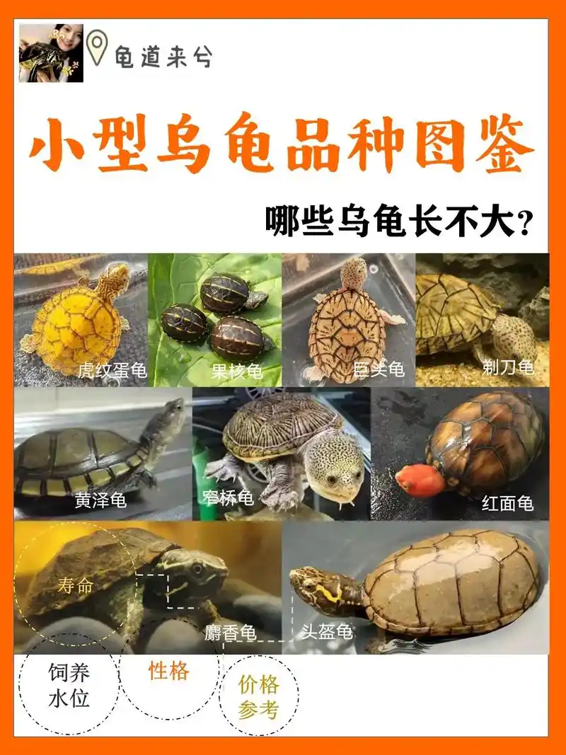 小型龟推荐参考指南.很多小伙伴觉得家里空间有限,不 - 抖音