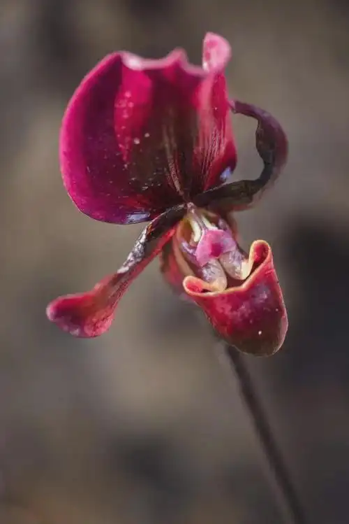 国家Ⅰ级濒危物种红旗兜兰的鉴赏辨识与保护现状