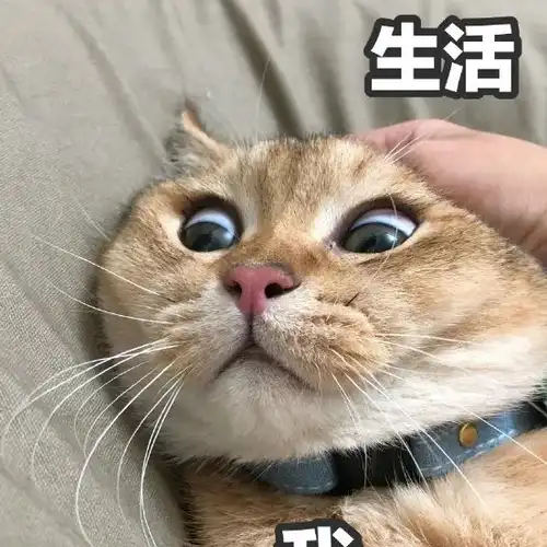 表情包:超可爱的萌宠猫咪动态静态表情包_时候_种类