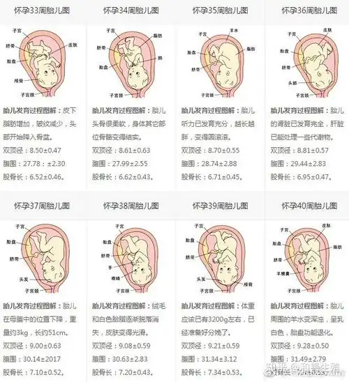 怀胎十月-每周胎儿发育过程图