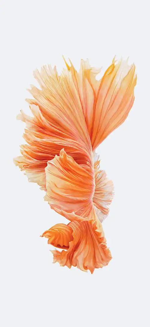 苹果ios10官方内置壁纸鱼尾巴橘色