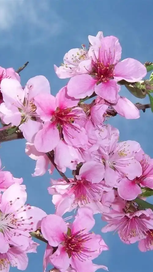 壁纸 粉红色的桃花盛开,春天,蓝色的天空 1920x1200 hd 高清壁纸