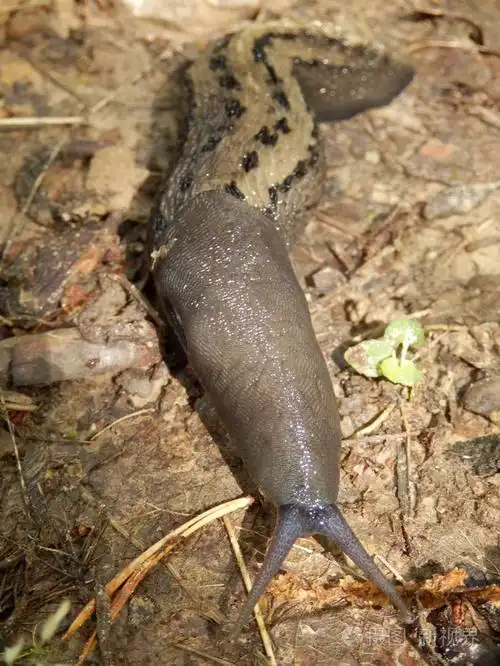 粉煤灰灰色蛞蝓