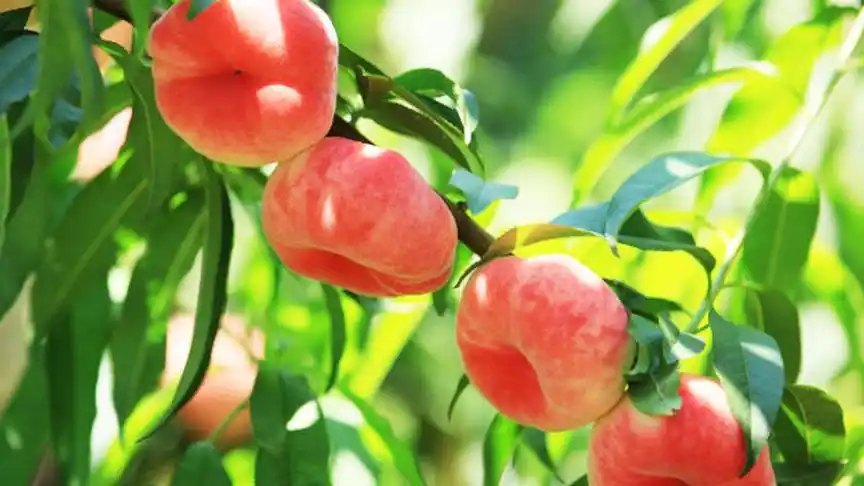 蟠桃园随拍,可以与王母娘娘的蟠桃媲美啦!