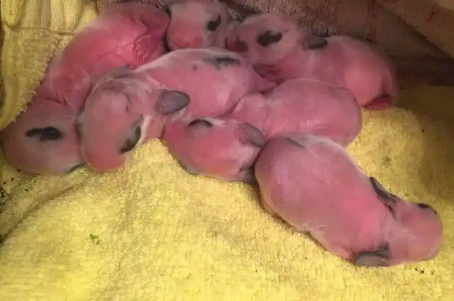 兔宝宝刚刚出生如何照顾