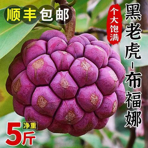 映棠黑老虎布福娜果恶魔果实新鲜稀奇古怪的水果罕见稀有当季稀奇尝鲜
