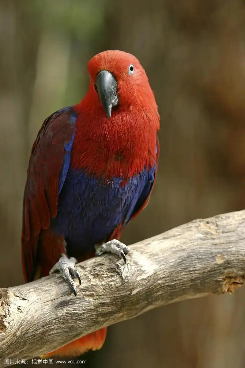 鹦鹉,雌性,澳大利亚