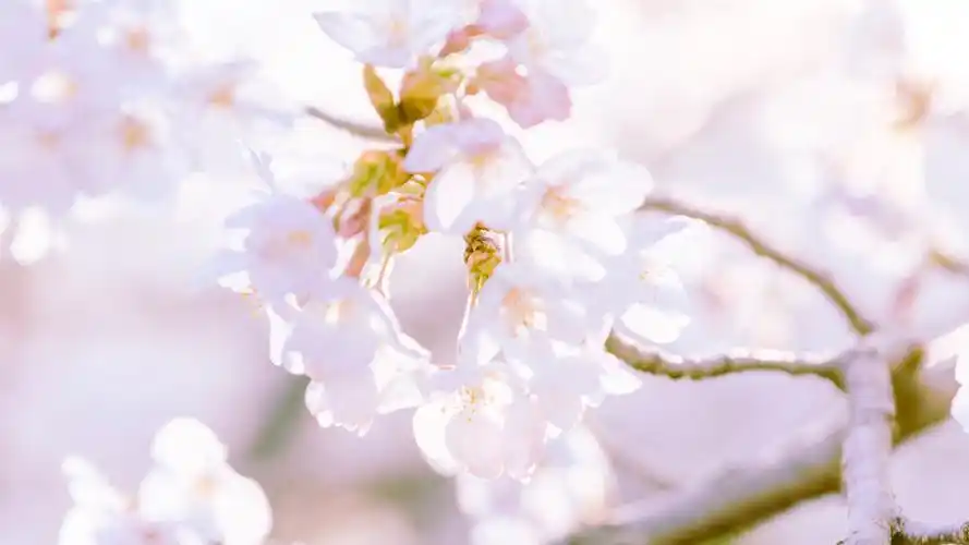 粉色樱花唯美图片桌面壁纸