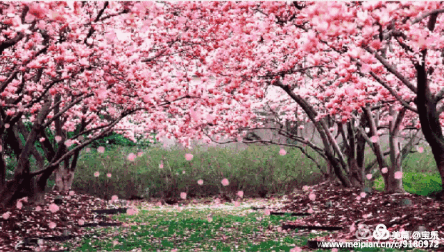 庚子春,流水落花春去也 ,雪舞樱花伴絮飞,宛如仙子下宫帏