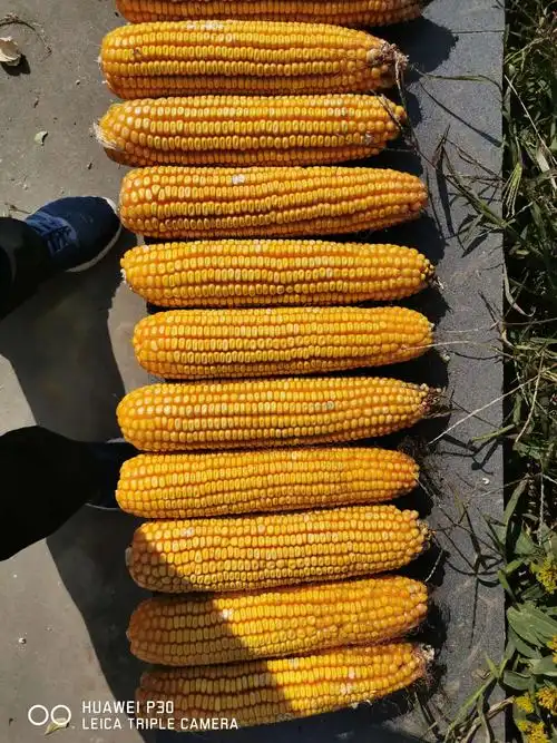 2020年安阳登海先锋玉米种营销峰会