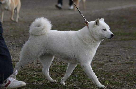 北海道犬机灵吗