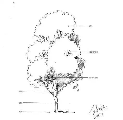 零基础钢笔画教程分步骤讲解树的基本结构和画法简单易学