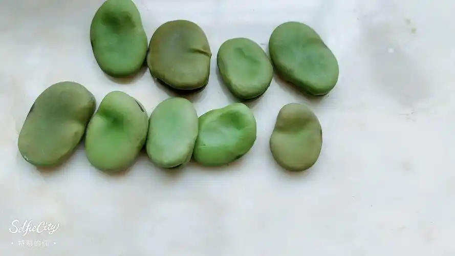 蚕豆种子,挑选个体饱满的,表面无损的作为实验种子.
