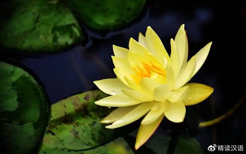 地诵一声"南无阿弥陀佛",西方极乐世界就会凭空出现一朵白色的莲花