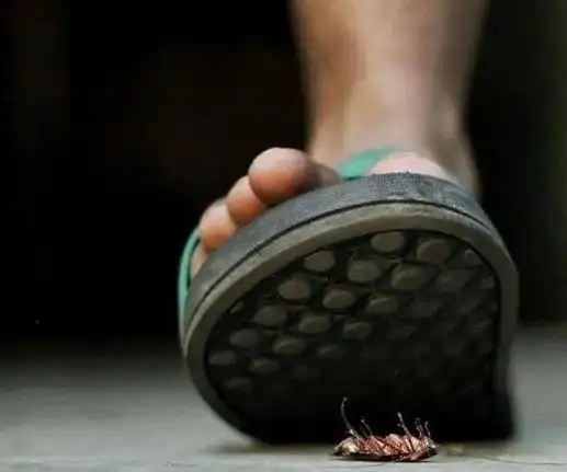 九成人不知蟑螂的天敌是啥家里头摆些它让蟑螂都消失了